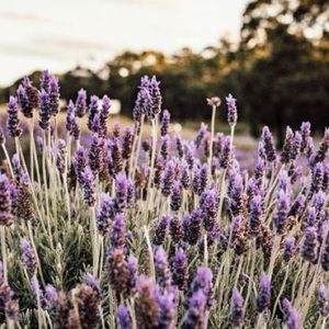 Meet your Posher, Katarina